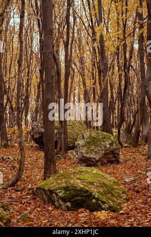 Herbst im bulgarischen Wald Stockfoto