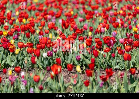 Mischung aus mehrfarbigen Tulpen, die im Frühling auf einem Bauernblumenfeld wachsen Stockfoto