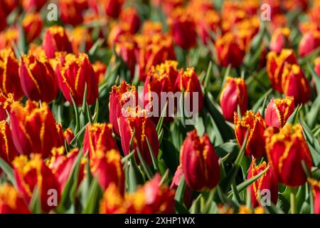 Rote und orangene Tulpen wachsen in der Frühlingssonne Stockfoto