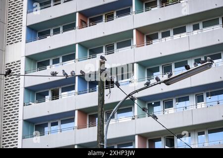 Tauben sitzen auf einem alten Lampenpfosten im Stadtteil Bickendorf, Balkone des Coloria-Hochhauses (ehemals Westcenter) in der Venloer Straße, C. Stockfoto