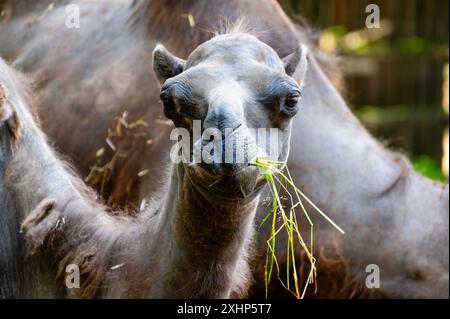 Porträt eines baktrischen Kamels, der Gras isst, Camelus bactrianus, in die Kamera schaut Stockfoto