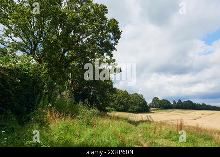 East Sussex Country in der Nähe von Battle, East Sussex, England, im Juli Stockfoto