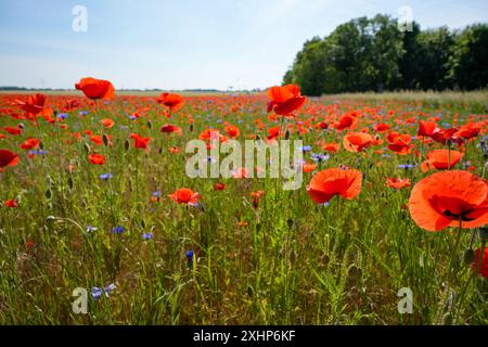 Ein Feld aus roten und blauen Blumen mit einer blauen und weißen Blume im Vordergrund. Das Feld ist voller Blumen und der Himmel ist klar Stockfoto