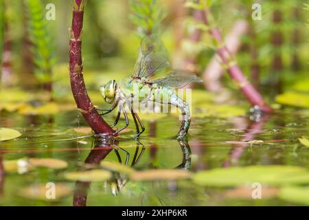 Kaiser Libelle, Anax Imperator, Weibchen, Eier legen, Eiablage, auf Mares-Schwanz, Hippuris vulgaris, im Garten Wildteich, Sussex, Großbritannien Stockfoto