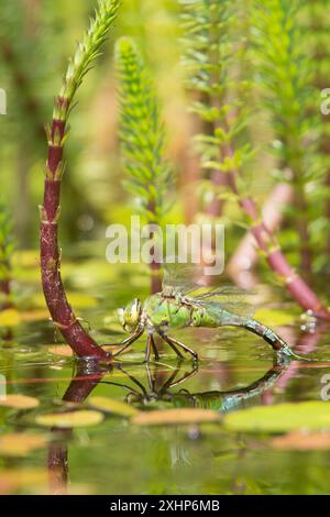 Kaiser Libelle, Anax Imperator, Weibchen, Eier legen, Eiablage, auf Mares-Schwanz, Hippuris vulgaris, im Garten Wildteich, Sussex, Großbritannien Stockfoto