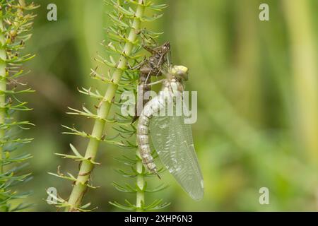 Die Southern Hawker Libelle, Aeshna cyanea, verwandelt sich in einen Erwachsenen, der immer noch am Exoskelett festhält, das sich an der Mares-Tail-Teichpflanze, Großbritannien, festhält Stockfoto