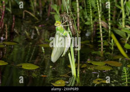 Emperor Libelle, Anax Imperator, auftauchend aus dem Larvenkoffer in der Nacht hängen von Teichpflanze, Metamorphose, Mai, Großbritannien Stockfoto