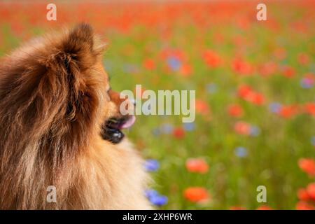 Ein Hund mit flauschigem Mantel schaut in einem Blumenfeld auf die Kamera. Die Szene ist friedlich und ruhig, mit dem Blick des Hundes auf die Kamera gerichtet Stockfoto