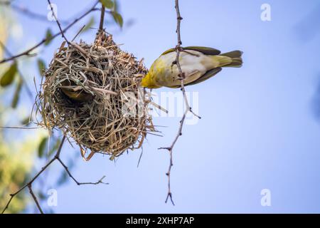 Der kleine Weber (Ploceus luteolus) in Äthiopien baut komplizierte Nester in Bäumen und zeigt leuchtendes gelbes Gefieder, während er in seinem Lebensraum gedeiht Stockfoto