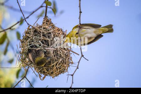 Der kleine Weber (Ploceus luteolus) in Äthiopien baut komplizierte Nester in Bäumen und zeigt leuchtendes gelbes Gefieder, während er in seinem Lebensraum gedeiht Stockfoto