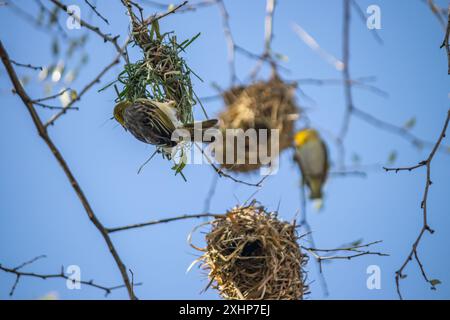 Der kleine Weber (Ploceus luteolus) in Äthiopien baut komplizierte Nester in Bäumen und zeigt leuchtendes gelbes Gefieder, während er in seinem Lebensraum gedeiht Stockfoto