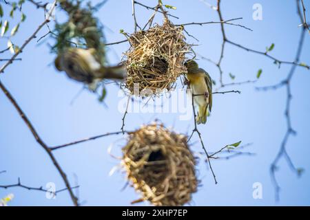 Der kleine Weber (Ploceus luteolus) in Äthiopien baut komplizierte Nester in Bäumen und zeigt leuchtendes gelbes Gefieder, während er in seinem Lebensraum gedeiht Stockfoto