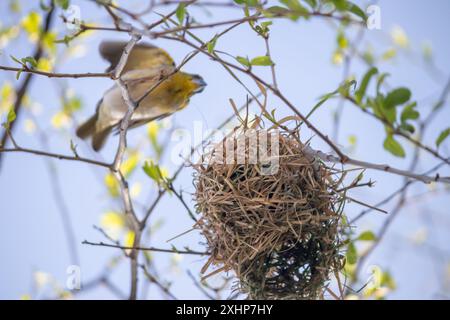 Der kleine Weber (Ploceus luteolus) in Äthiopien baut komplizierte Nester in Bäumen und zeigt leuchtendes gelbes Gefieder, während er in seinem Lebensraum gedeiht Stockfoto