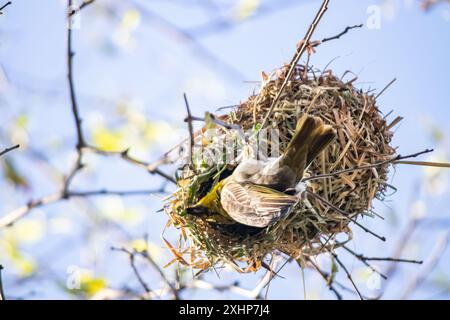 Der kleine Weber (Ploceus luteolus) in Äthiopien baut komplizierte Nester in Bäumen und zeigt leuchtendes gelbes Gefieder, während er in seinem Lebensraum gedeiht Stockfoto