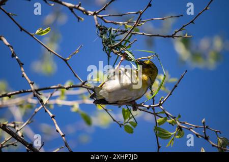 Der kleine Weber (Ploceus luteolus) in Äthiopien baut komplizierte Nester in Bäumen und zeigt leuchtendes gelbes Gefieder, während er in seinem Lebensraum gedeiht Stockfoto