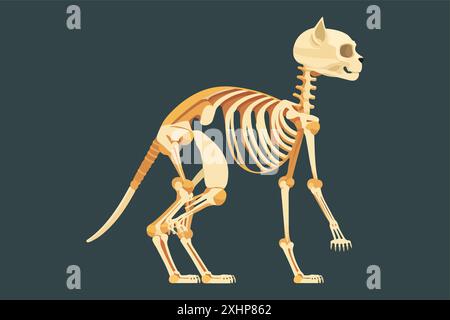 Darstellung des Katzenskelettvektors Stock Vektor