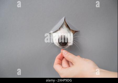 Ein lustiger Jack-Russell-Terrierhund lehnt sich von einem grauen Papphintergrund und frisst aus den Händen einer Frau. Stockfoto