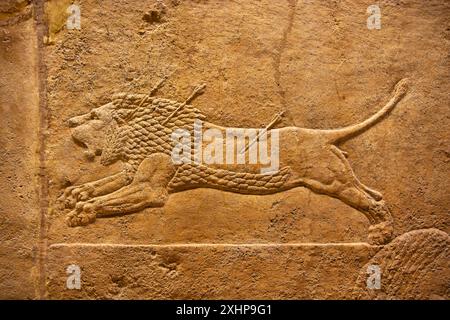 Ruinierender Löwe, der von Pfeilen getroffen wird. Löwenjagd von Ashurbanipal. British Museum, London, England. Stockfoto