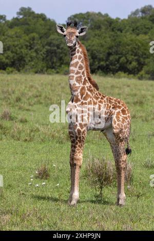 Kenia, Masai Mara National Reserve, Nationalpark, Baby Giraffe (Giraffa camelopardalis), in der Savanne Stockfoto