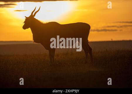 Kenia, Masai Mara National Reserve, Nationalpark, Common eland (Tragelaphus oryx), männlicher Erwachsener bei Sonnenaufgang in der Savanne Stockfoto