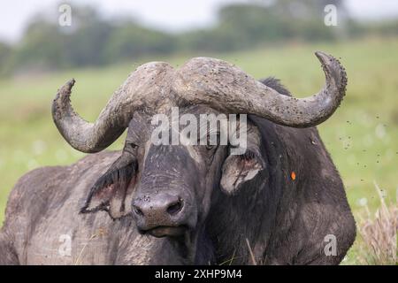 Kenia, Masai Mara National Reserve, Nationalpark, Savanne, Afrikanischer Büffel oder Kapbüffel (Syncerus Caffer), alter einsamer Rüde Stockfoto
