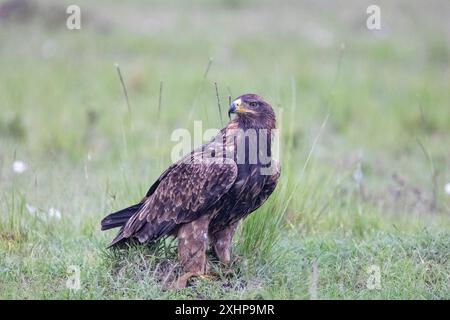 Kenia, Masai Mara National Reserve, Nationalpark, Impala (Aepyceros melampus), Steppe Eagle (Aquila nipalensis), auf einem Schlachtkörper Stockfoto