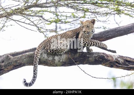 Kenia, Masai Mara National Reserve, Nationalpark, Leopard (Panthera pardus pardus), ruht in einem Baum Stockfoto