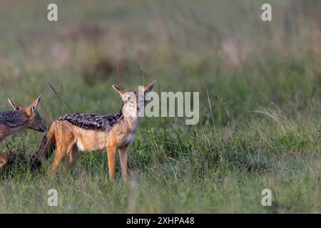Kenia, Masai Mara National Reserve, Nationalpark, schwarzer Schakal (Lupulella mesomelas, Spaziergang in der Savanne Stockfoto