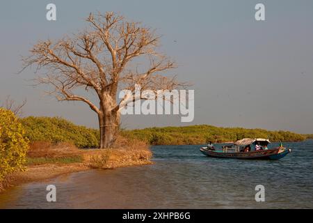 Senegal, Saloum-Delta, das von der UNESCO zum Weltkulturerbe erklärt wurde, Baobab-Baum, der am Ufer einer Insel mit Mangroven und einer Pirogenkreuzung gepflanzt wurde Stockfoto