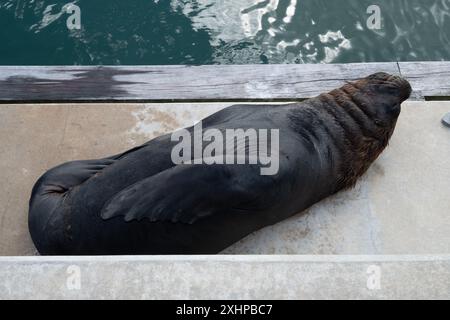 Eine Dichtung, die auf einem Felsvorsprung am Wasser liegt. Die Dichtung ist schwarz und hat einen weißen Schwanz Stockfoto