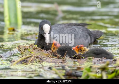 Eurasischer Coot (Fulica atra) kommt, um seine Küken zu füttern. Bas Rhin, Elsass, Frankreich, Europa Stockfoto