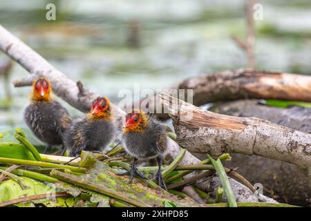 Eurasischer Coot (Fulica atra) kommt, um seine Küken zu füttern. Bas Rhin, Elsass, Frankreich, Europa Stockfoto