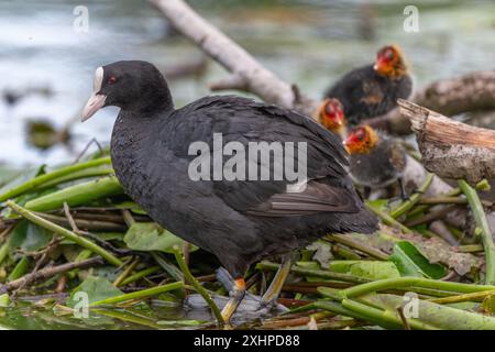 Eurasischer Coot (Fulica atra) kommt, um seine Küken zu füttern. Bas Rhin, Elsass, Frankreich, Europa Stockfoto