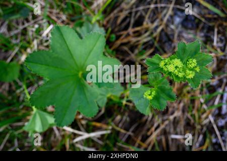 Lady's Mantelblumen und Blätter auf einer Wiese Stockfoto