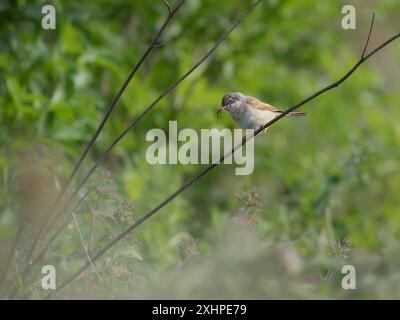 Gewöhnliches Whitethroat mit Essen in Rechnung Stockfoto