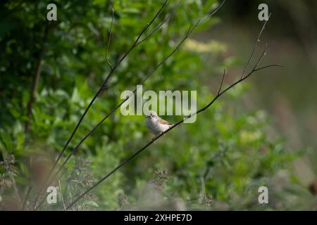 Gewöhnliches Whitethroat mit Essen in Rechnung Stockfoto