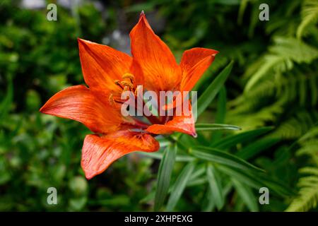 Orange Lilienblüte auf einer Wiese Stockfoto