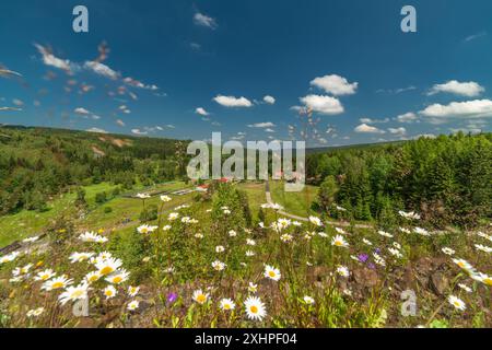 Blühende Sommerwiese am Staudamm des Prisecnice-Stausees im Krusner Gebirge Stockfoto