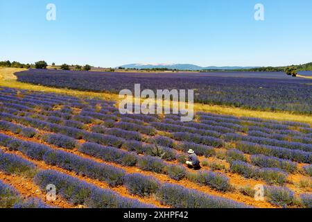 Frankreich, Vaucluse, Parc Naturel Regional du Mont Ventoux, nahe Sault, Lavandula sp. Und Mont Ventoux im Hintergrund Stockfoto