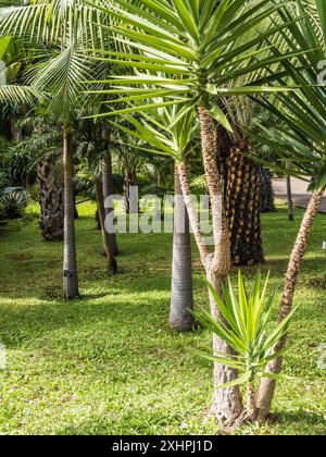 Zykaden und Palmen im Botanischen Garten am Monte in Funchal, Madeira. Stockfoto