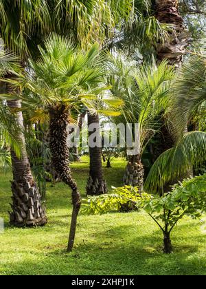 Zykaden und Palmen im Botanischen Garten am Monte in Funchal, Madeira. Stockfoto