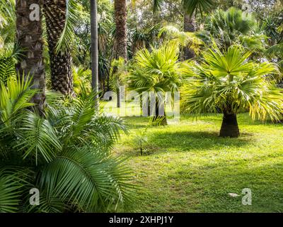 Zykaden und Palmen im Botanischen Garten am Monte in Funchal, Madeira. Stockfoto