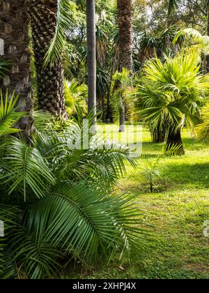 Zykaden und Palmen im Botanischen Garten am Monte in Funchal, Madeira. Stockfoto