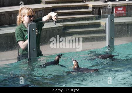 Ein ZSL-Zoowärter hält einen Vortrag über Humboldt-Pinguine Stockfoto