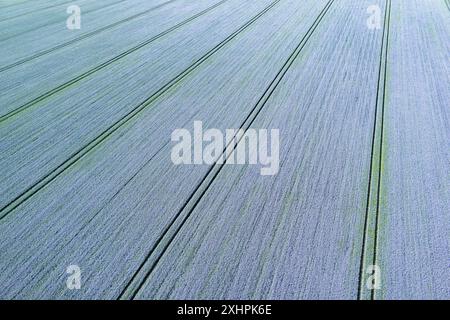 Frankreich, Eure, Saint Pierre la Garenne, blühendes Flachsfeld (Luftaufnahme) Stockfoto