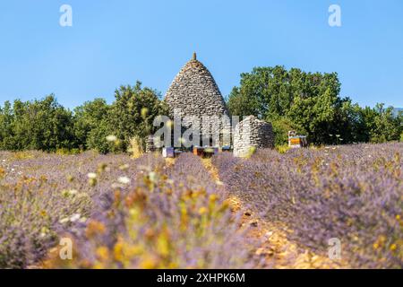 Frankreich, Vaucluse, regionales Naturschutzgebiet von Luberon, Saignon, borie und Lavendelfeld auf der Hochebene von Claparèdes Stockfoto