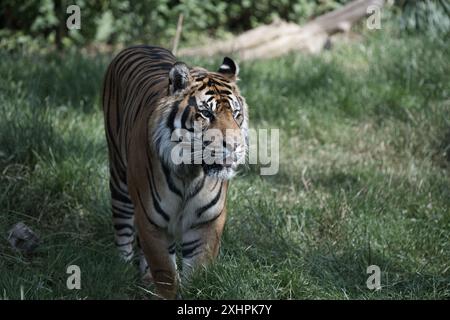 Ein Sumatra-Tiger, der im Gras läuft Stockfoto