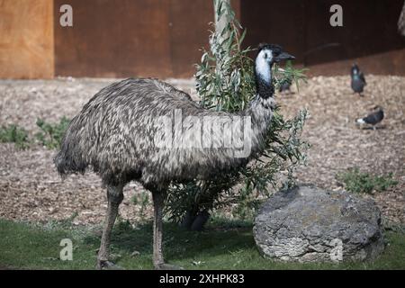 Eine Emu in der Sonne Stockfoto