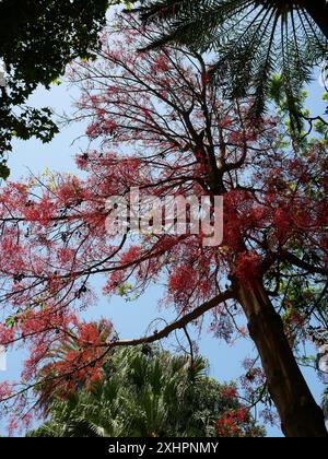 Brachychiton acerifolius ist ein großer Baum der Familie Malvaceae, der in tropischen und subtropischen Regionen an der Ostküste Australiens endemisch ist. Stockfoto