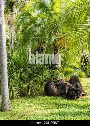 Zykaden und Palmen im Botanischen Garten am Monte in Funchal, Madeira. Stockfoto